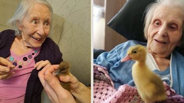 Hatching ducklings at Summerhill care home